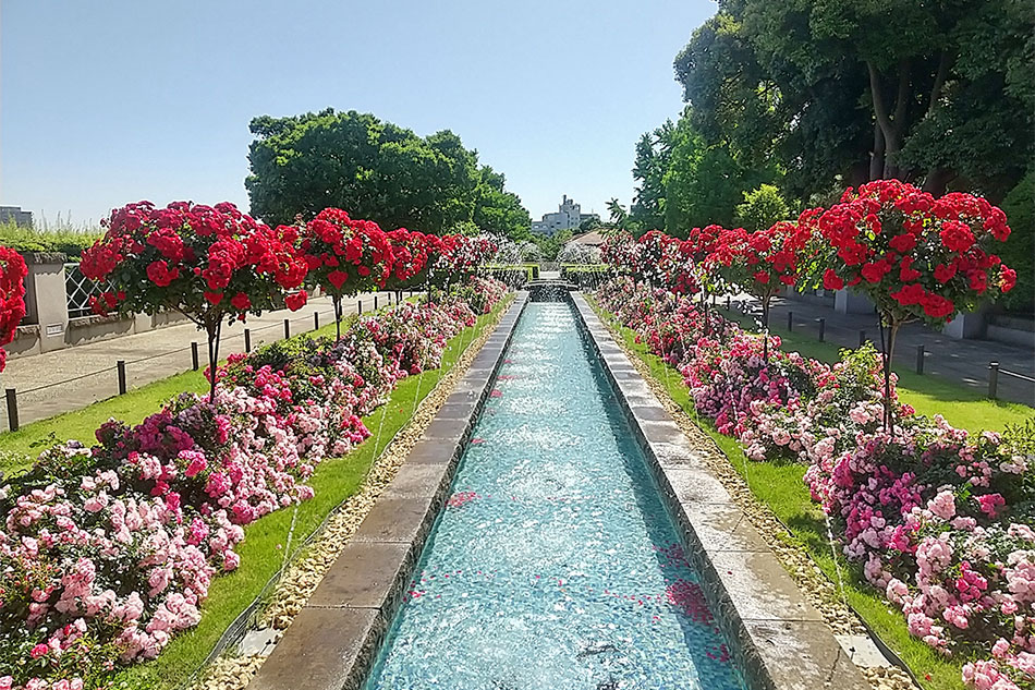 山手イタリア山庭園 バラ