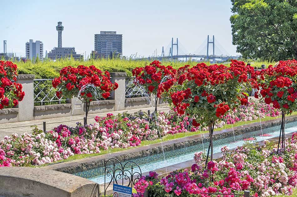 山手イタリア山庭園 バラ