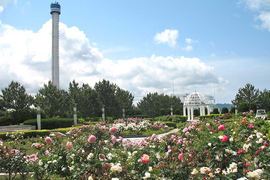 横浜・八景島シーパラダイス バラ