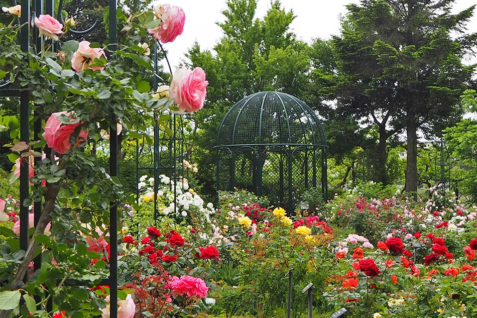 横浜市こども植物園 バラ
