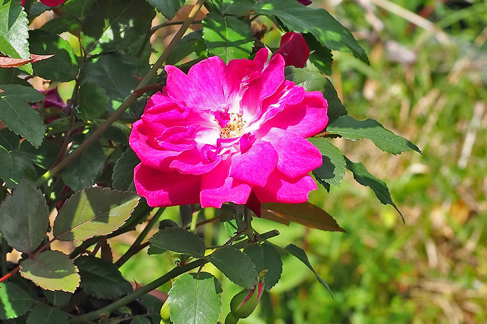 横浜市こども植物園 バラ