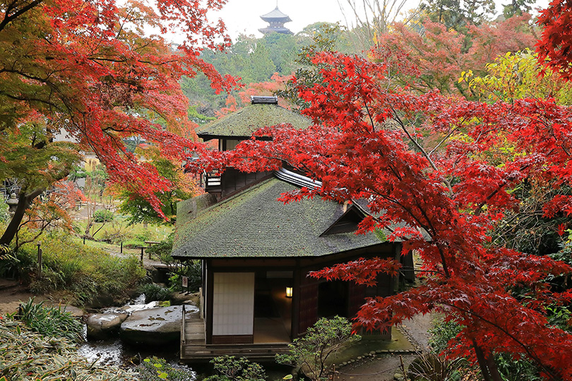 三溪園 紅葉の遊歩道（聴秋閣と三重塔）