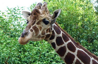 野毛山動物園